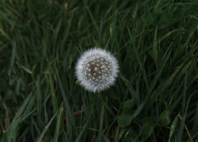 Dandelion