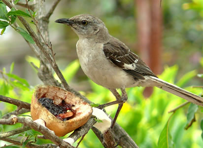 Mockingbird
